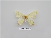 藏品(尺蛾325)的圖片